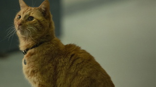 Tracing the MCU Timeline of That Important <i>Captain Marvel</i> Artifact